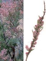 MSA TAMARIX GALLICA 50 ML - Gruppofarmastore.it