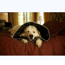COMFY CONE COLLARE ELISABETTIANO INNOVATIVO L DIAMETRO 25 CM - Gruppofarmastore.it