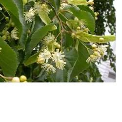 EIE TIGLIO 30 ML GOCCE - Gruppofarmastore.it