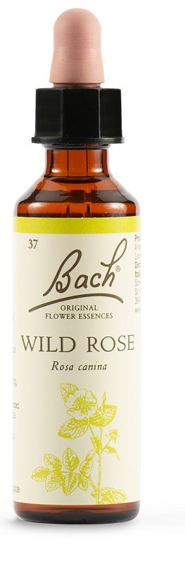 WILD ROSE BACH ORIG 20 ML - Gruppofarmastore.it
